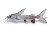 Sharks