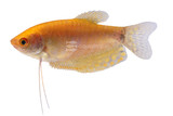 Gouramis