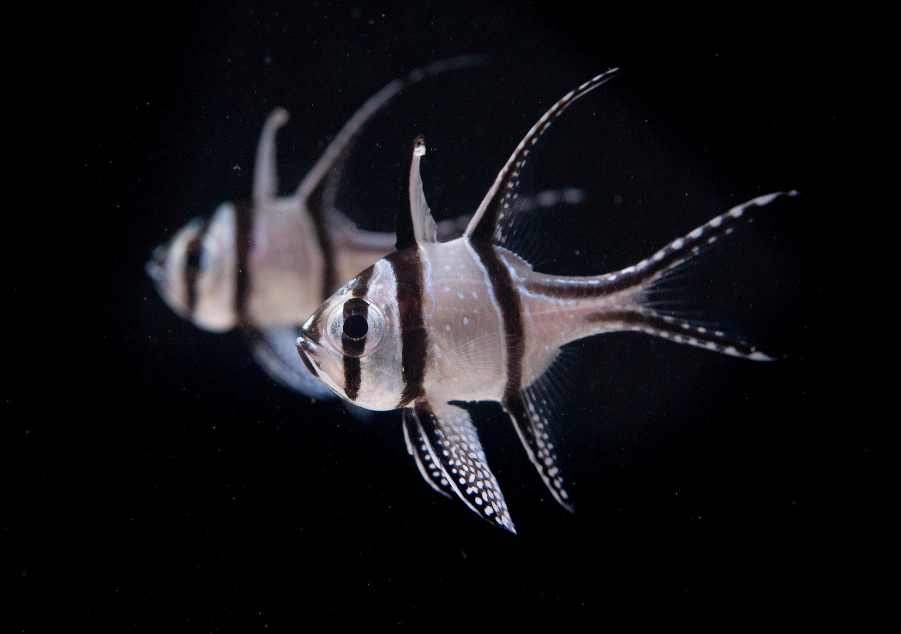 Aquacultured Banggai Continue to Make the Hobby Sustainable thumbnail image