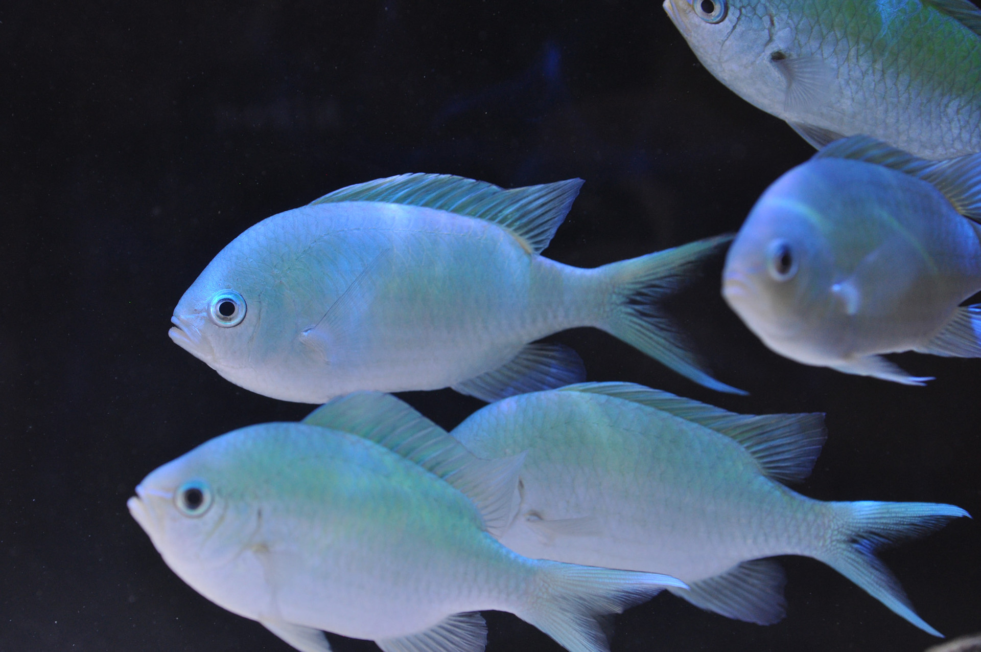 blue green damselfish