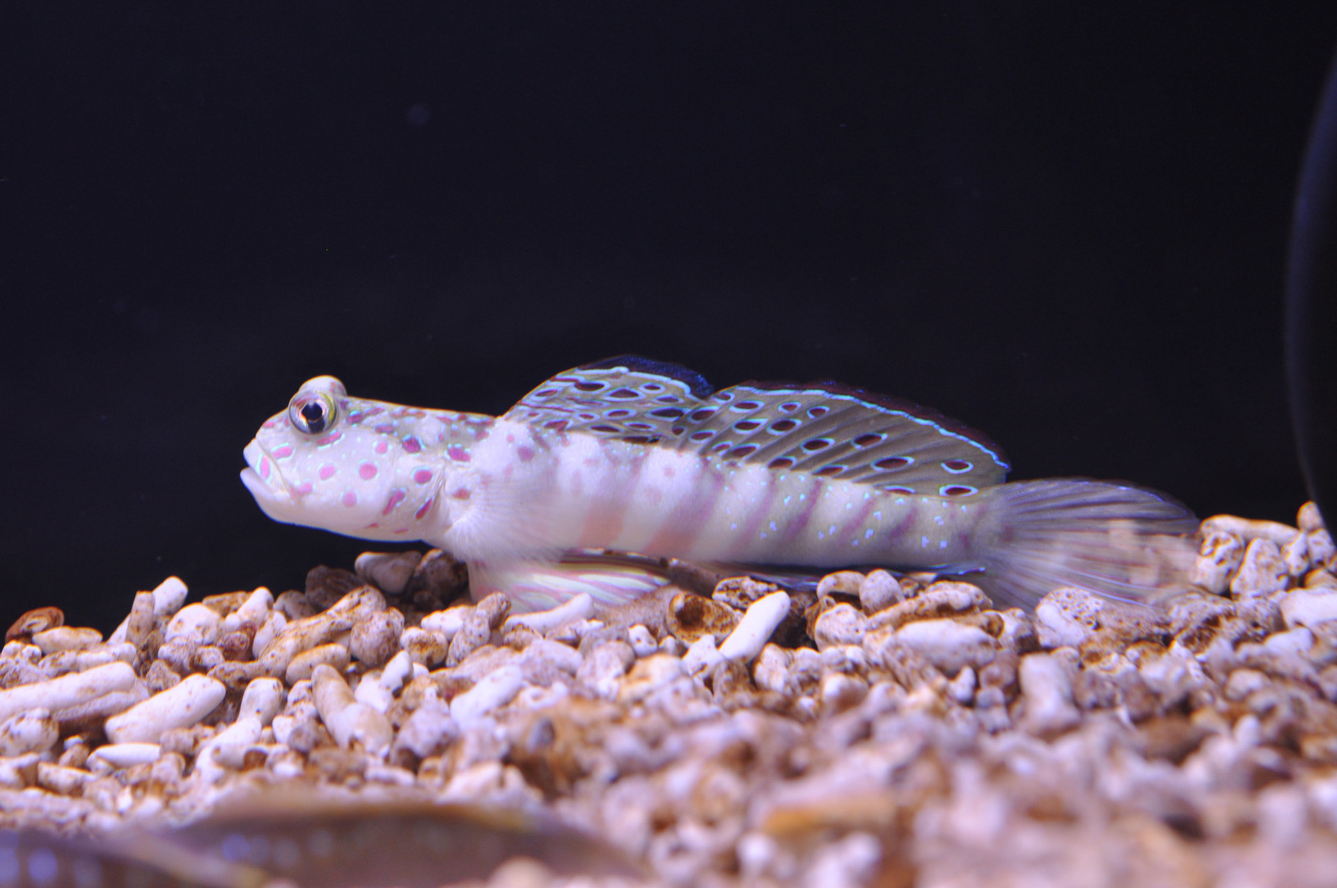 Oh So Many Shrimpgobies thumbnail image