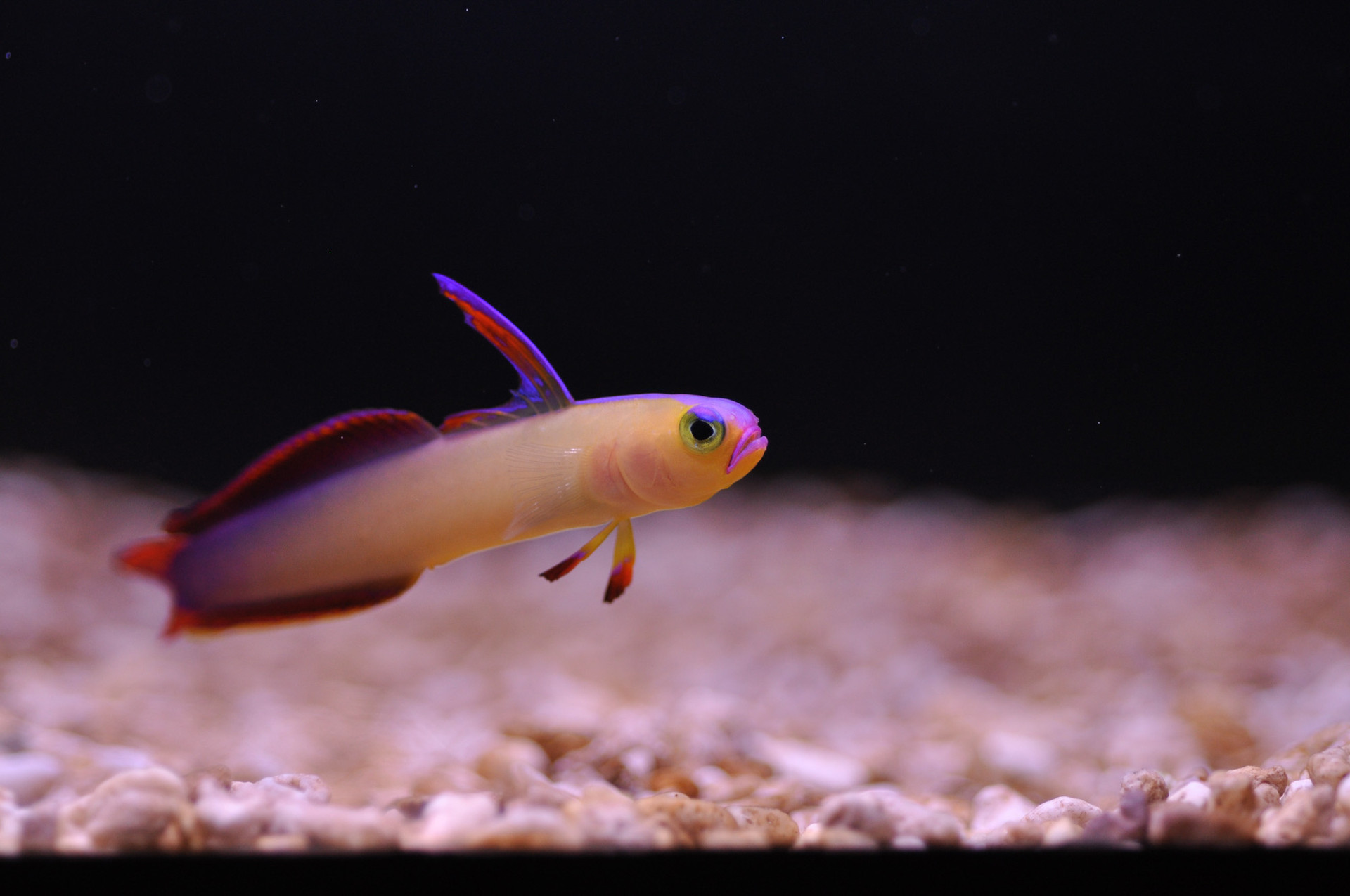 Revisited: Introducing Fish to the Reef Aquarium thumbnail image