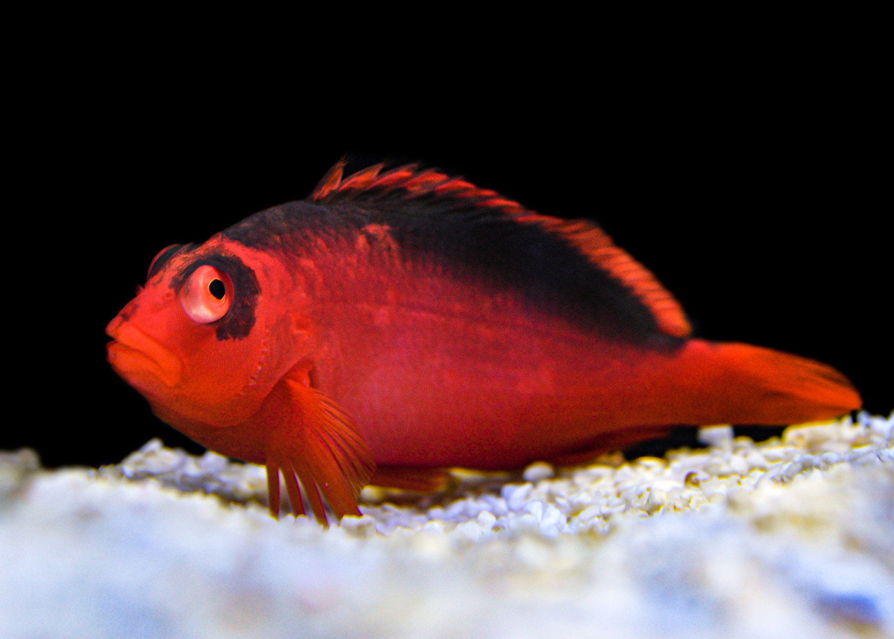 Revisited: Flame Hawkfish thumbnail image