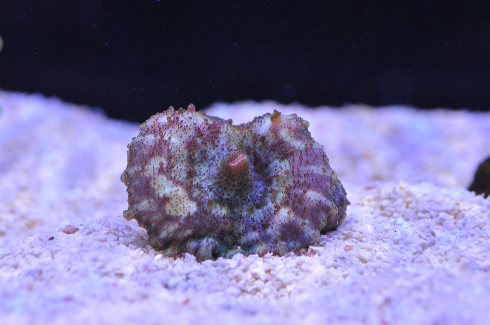 Discosoma sp. (Mushroom Polyps) thumbnail image