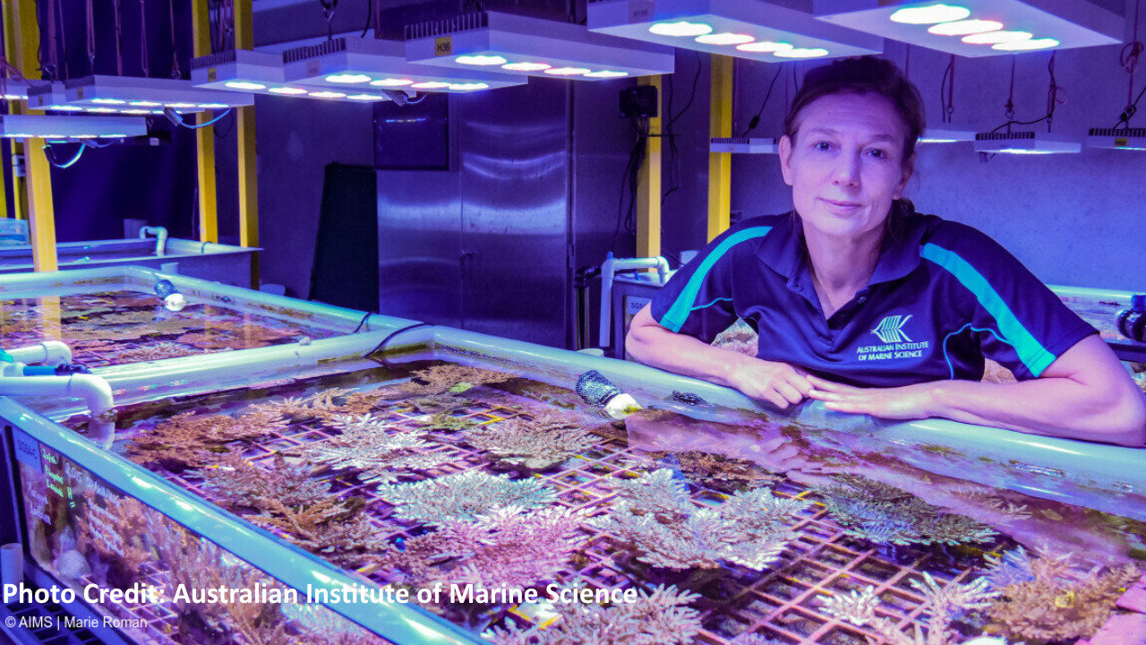 Scientists devise approach for selecting coral species for reef restoration thumbnail image