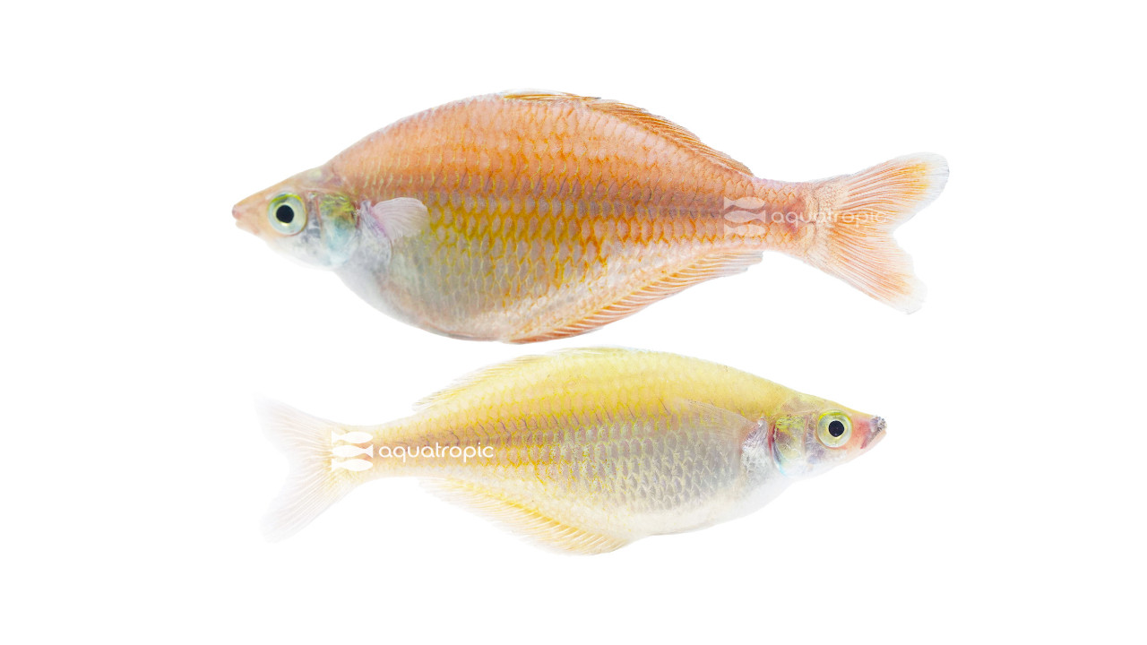 Bleheri Rainbowfish thumbnail image