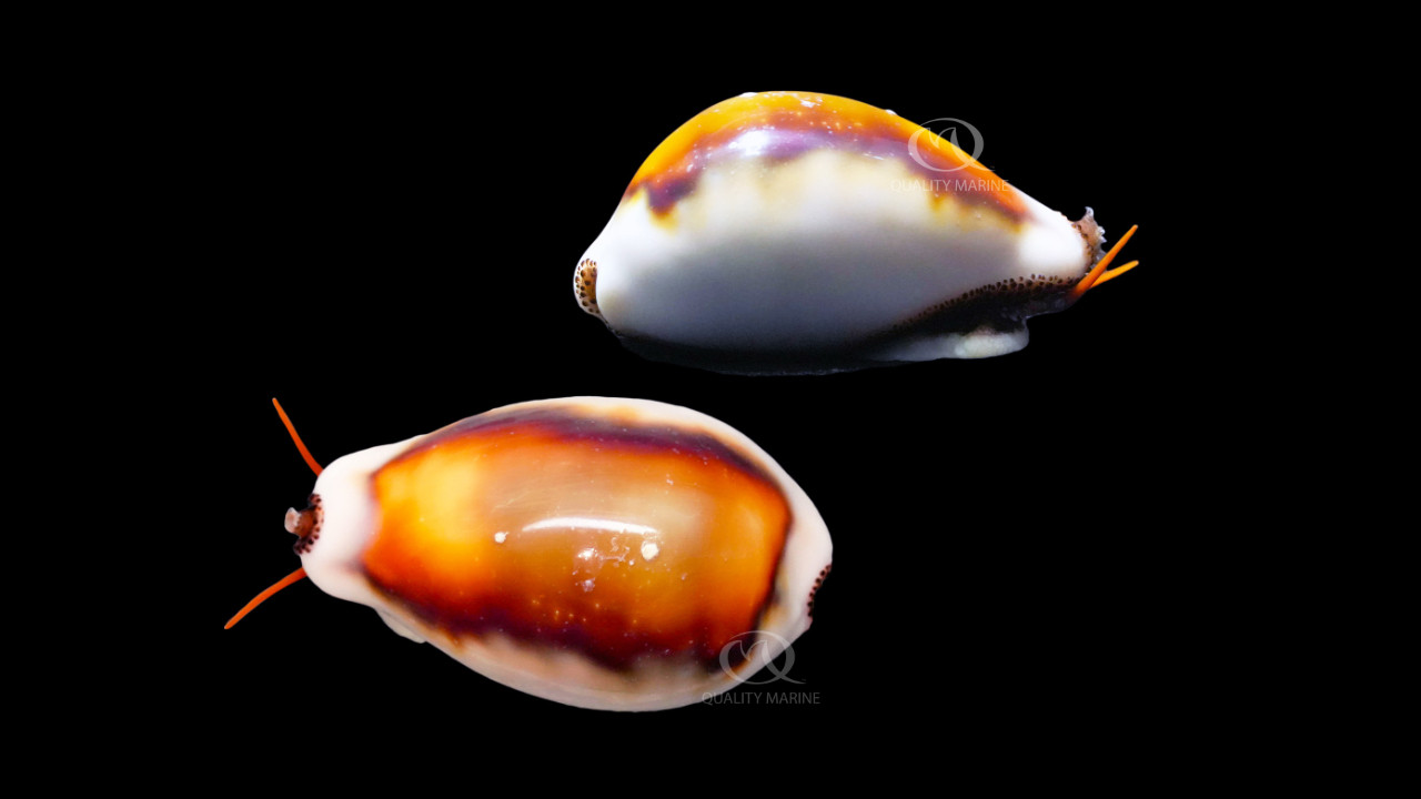 Chestnut Cowrie Snail thumbnail image