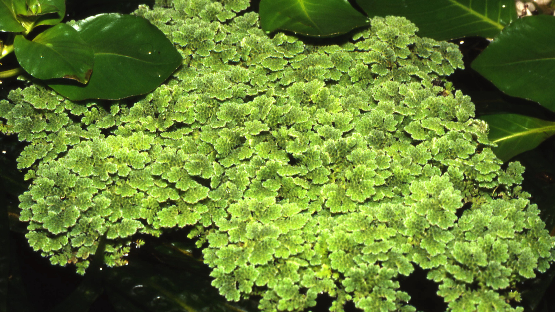 Fantastic Floaters thumbnail image