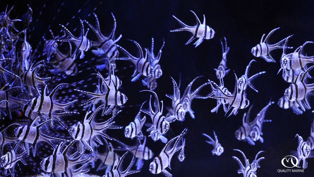 Opposition of the proposed 4(d) rule banning the import or export of Banggai Cardinalfish thumbnail image