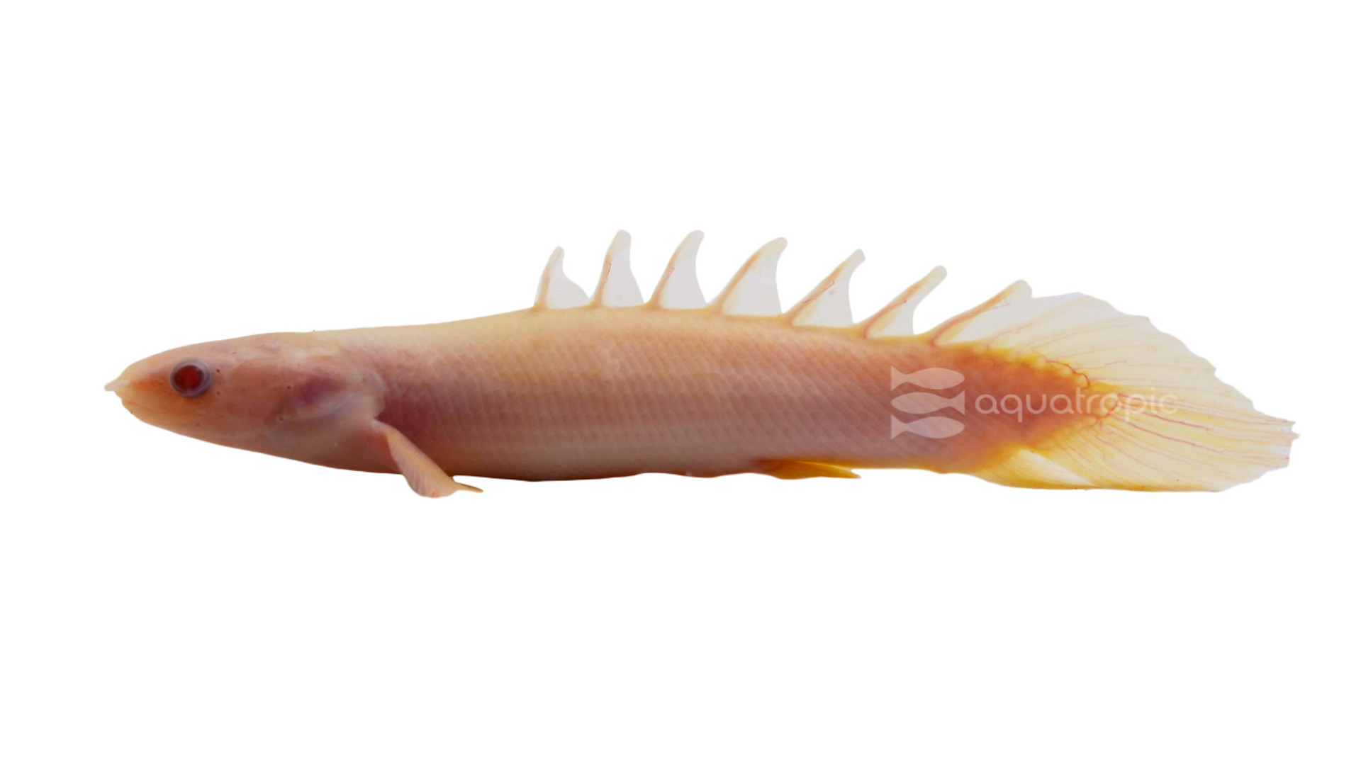 The Lil Bichir thumbnail image