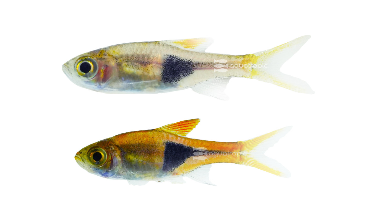 Harlequin Rasbora thumbnail image