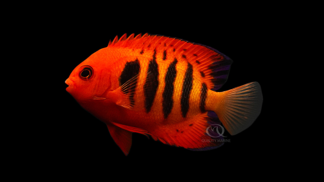 Flame Angel thumbnail image