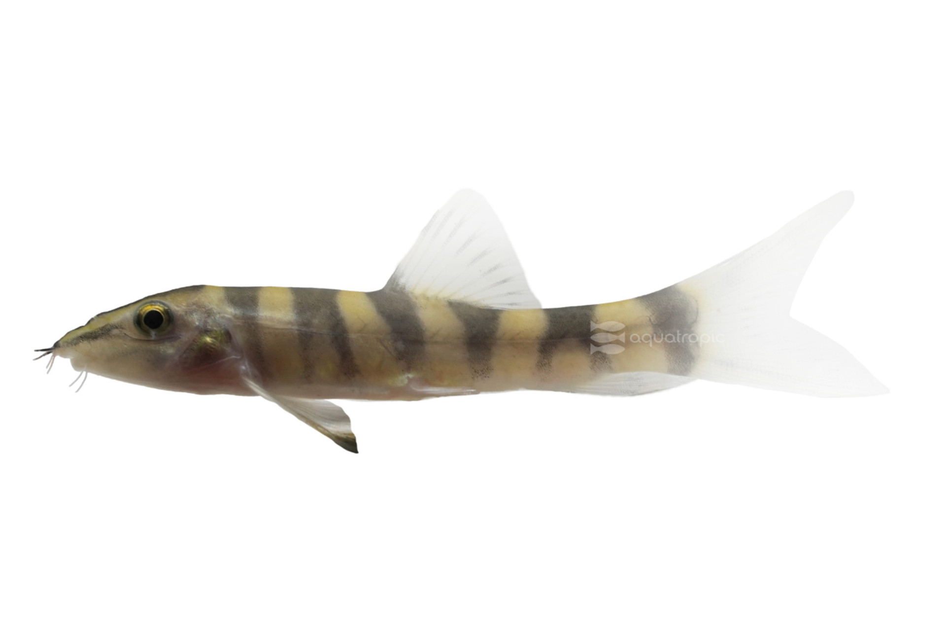 Kansu Loach thumbnail image