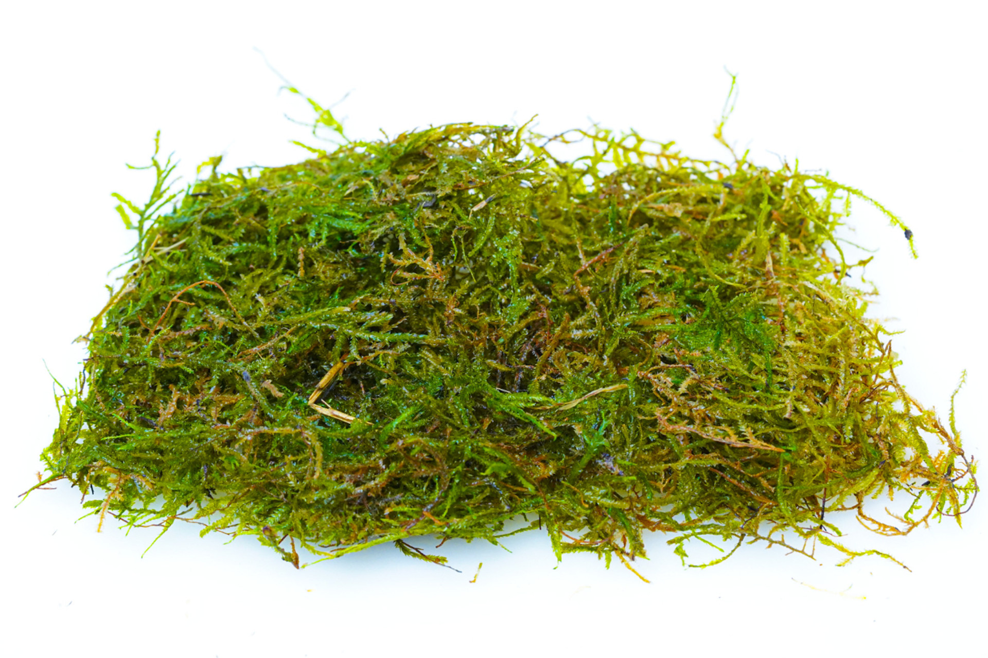 Ten Plant for Tiny Tanks! thumbnail image