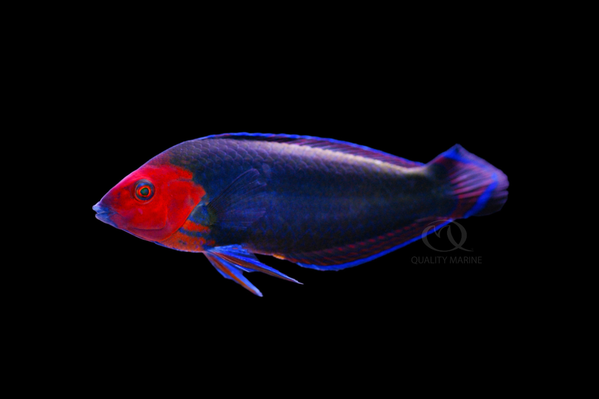 Red Heads Are Hot thumbnail image