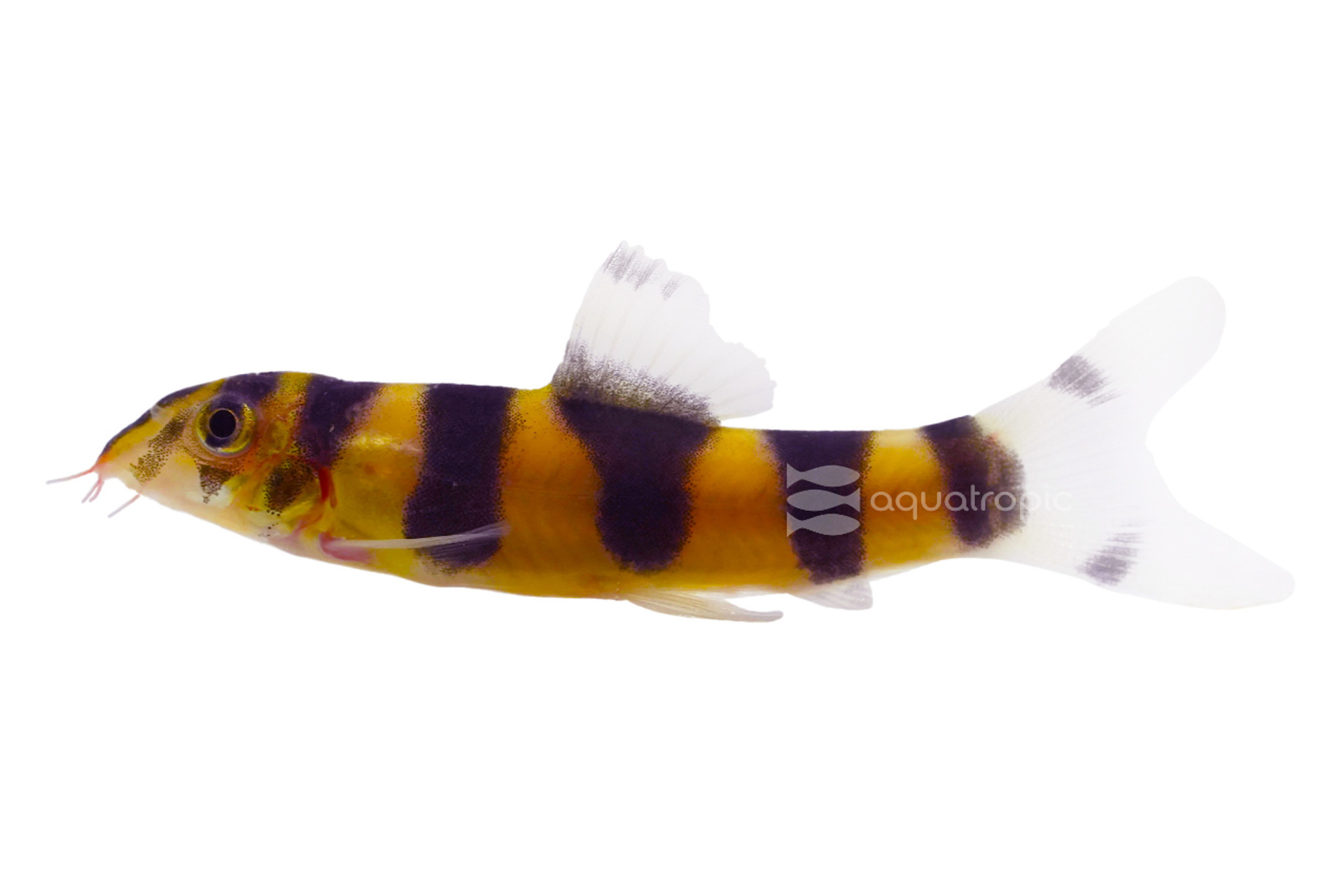 The Emperor of Loaches thumbnail image