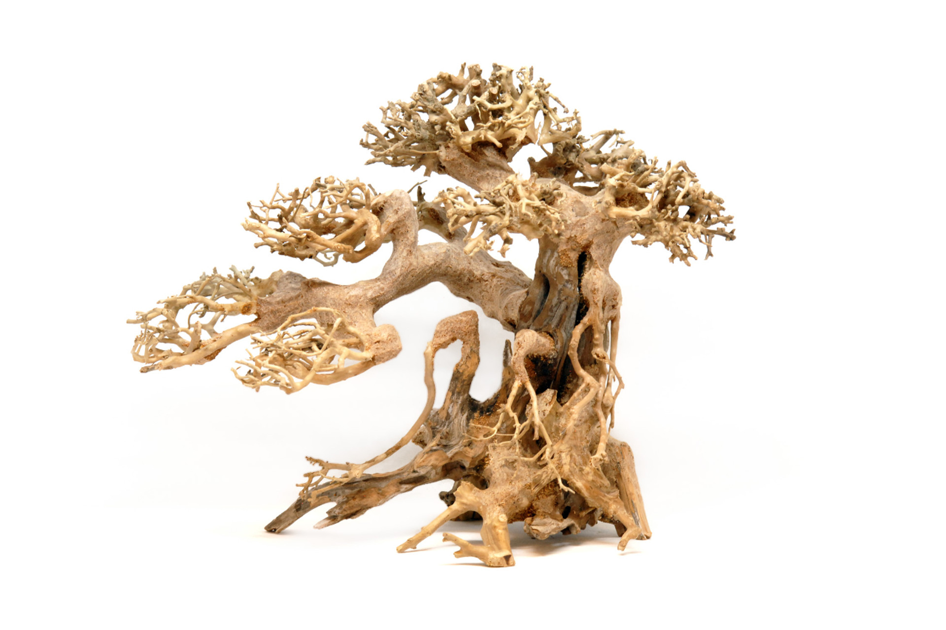 Bonsai Wood thumbnail image