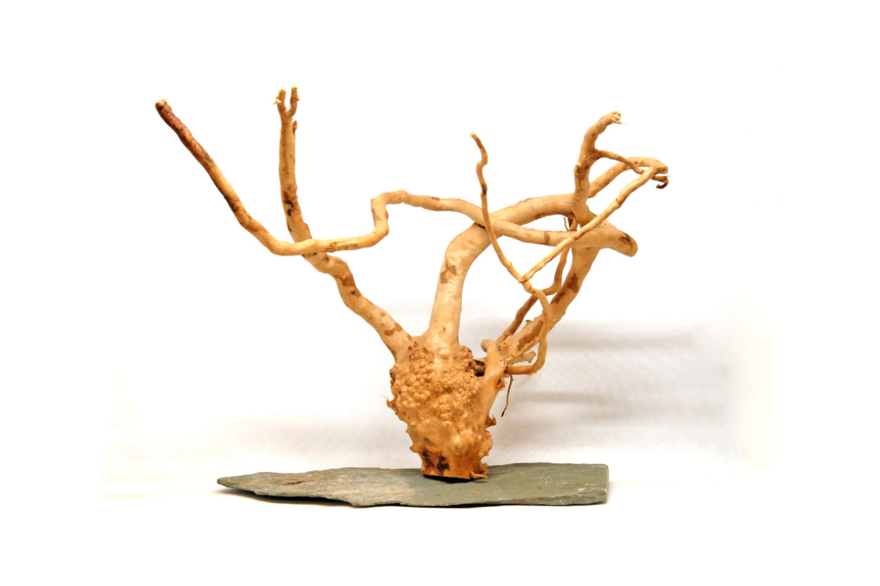 Root With Slate Rock thumbnail image