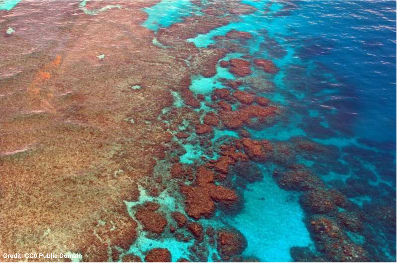 Unlocking the secrets of natural reef recovery thumbnail image