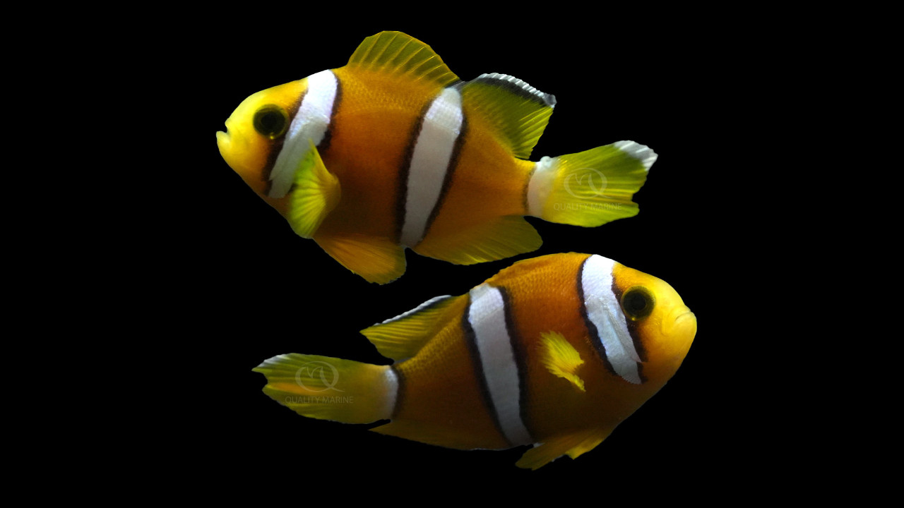 What Exactly Is A Pygmy Angelfish? thumbnail image