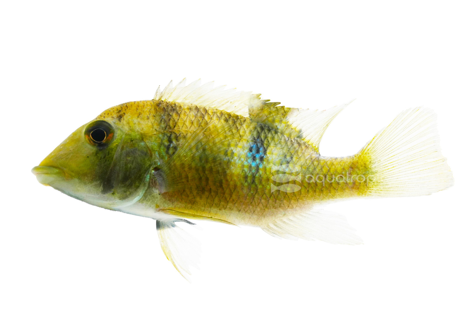 What Did You Call Me? - Yellowhump Eartheaters thumbnail image