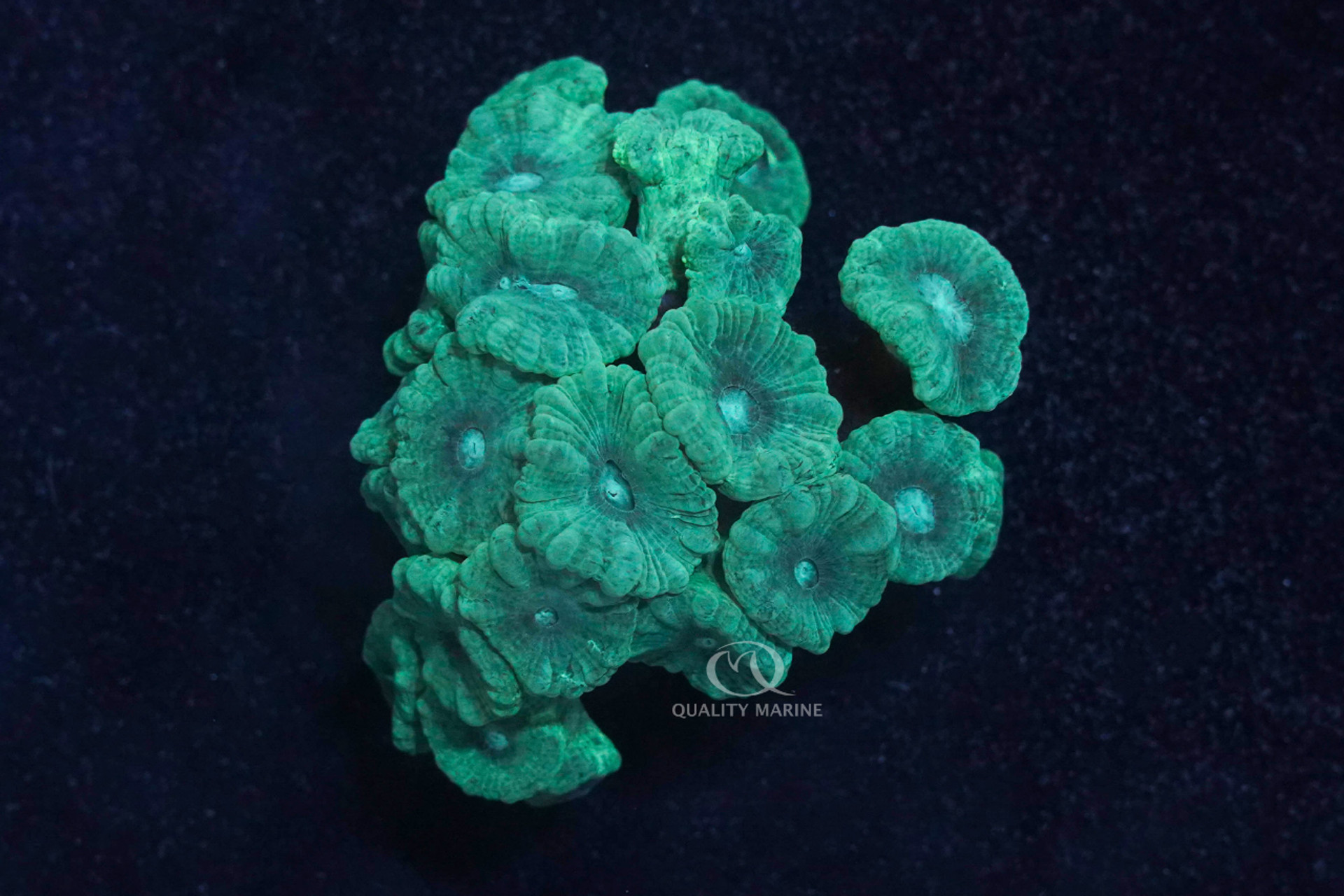 Crazy for Caulastrea! thumbnail image