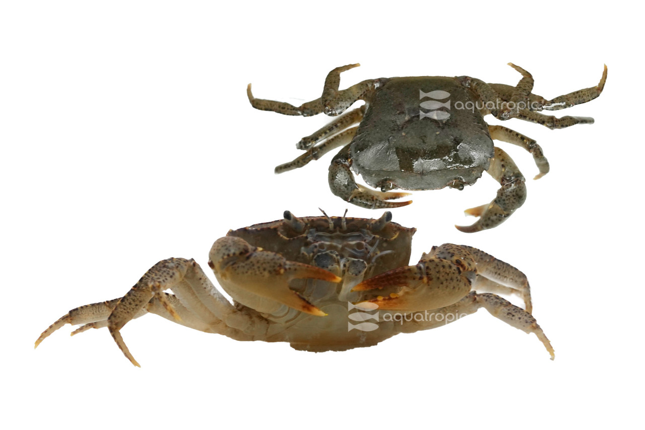 Black Clown Crab thumbnail image