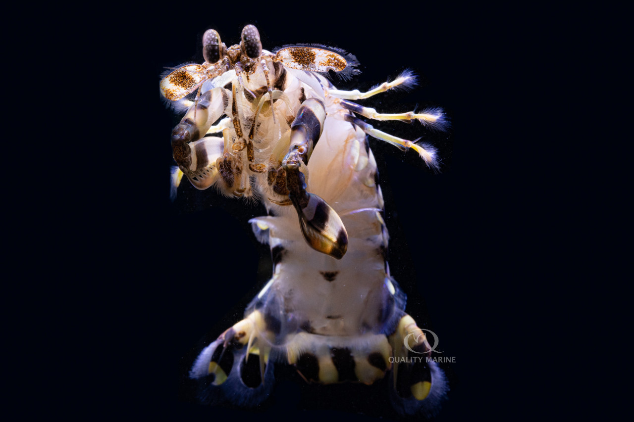 Smashing Stomatopods (Mantis Care II) thumbnail image