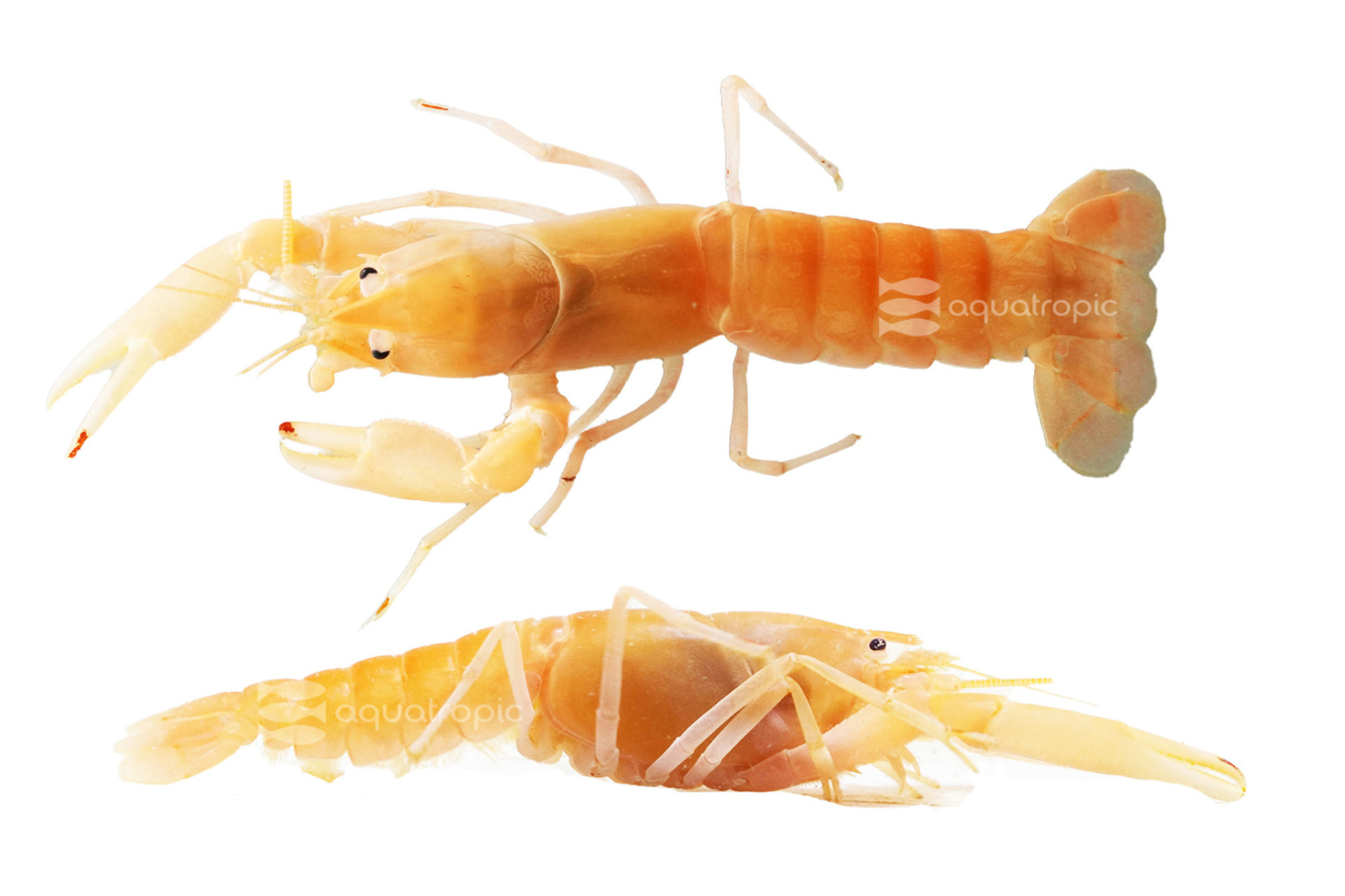 The Whole Thuisi thumbnail image