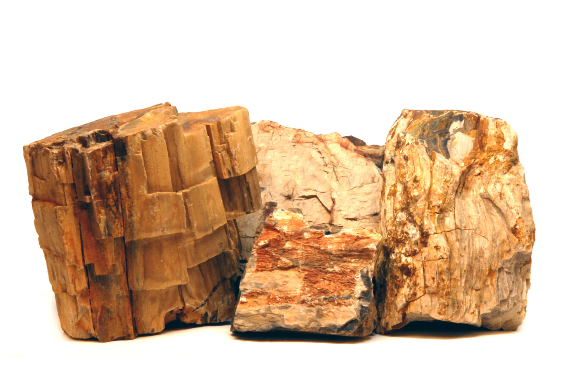 Petrified Forest Ecoscape thumbnail image