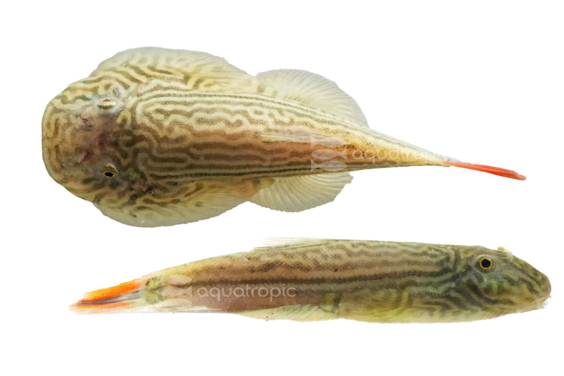 Double Reds thumbnail image