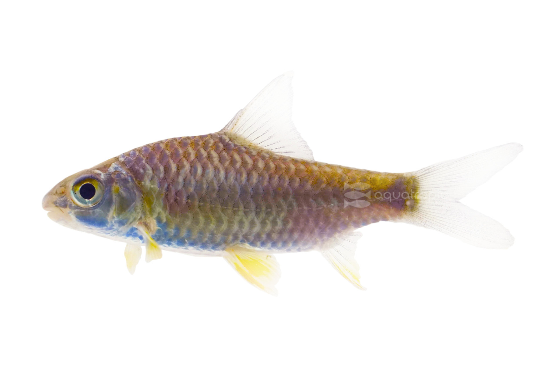 Big Barb Bonanza! thumbnail image