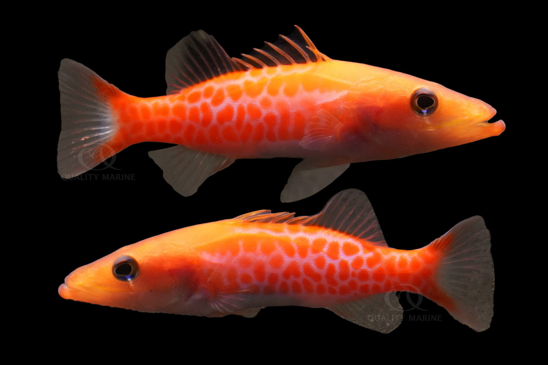 Dr. Seuss Fish thumbnail image