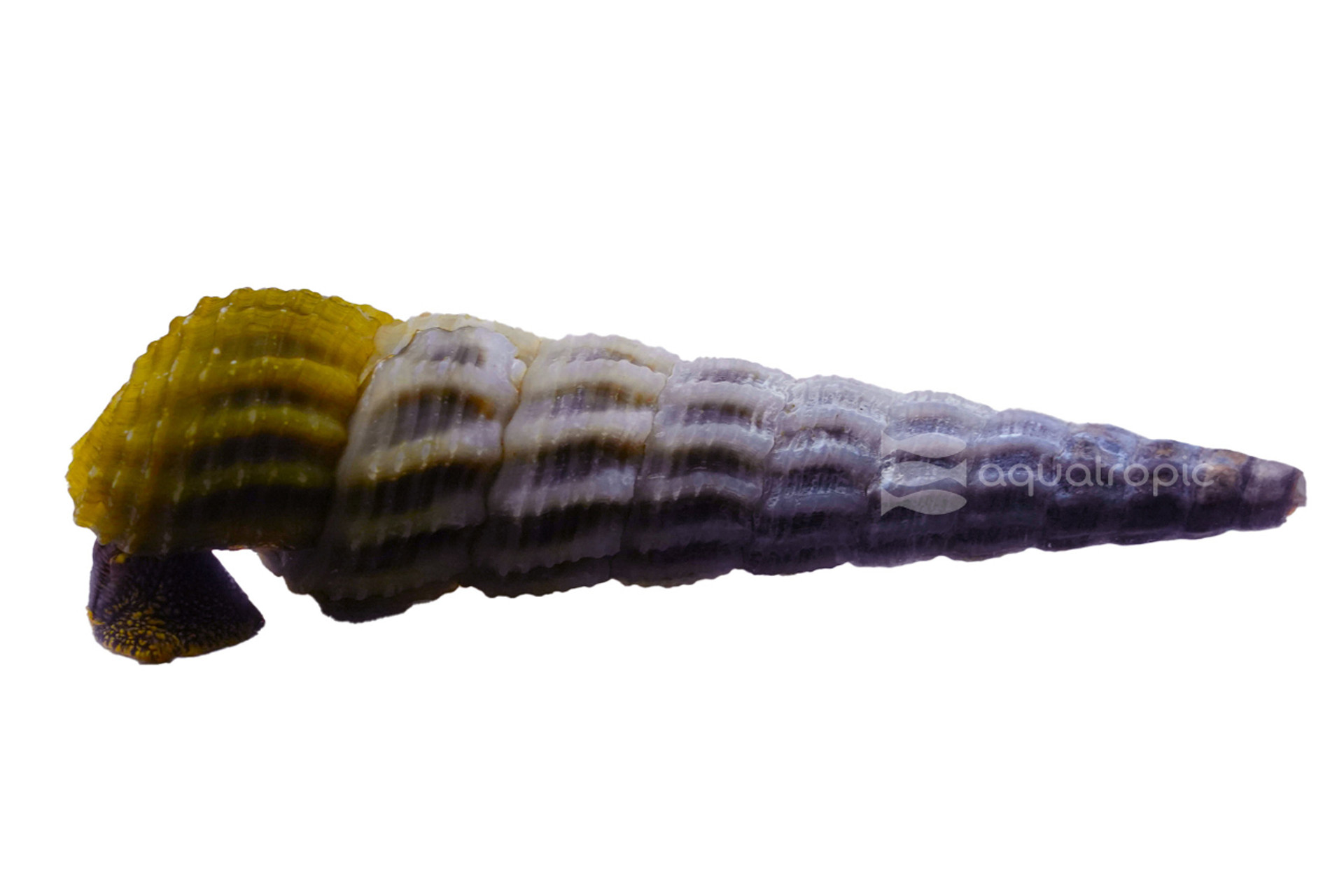 Gold & White Rabbit Snail thumbnail image