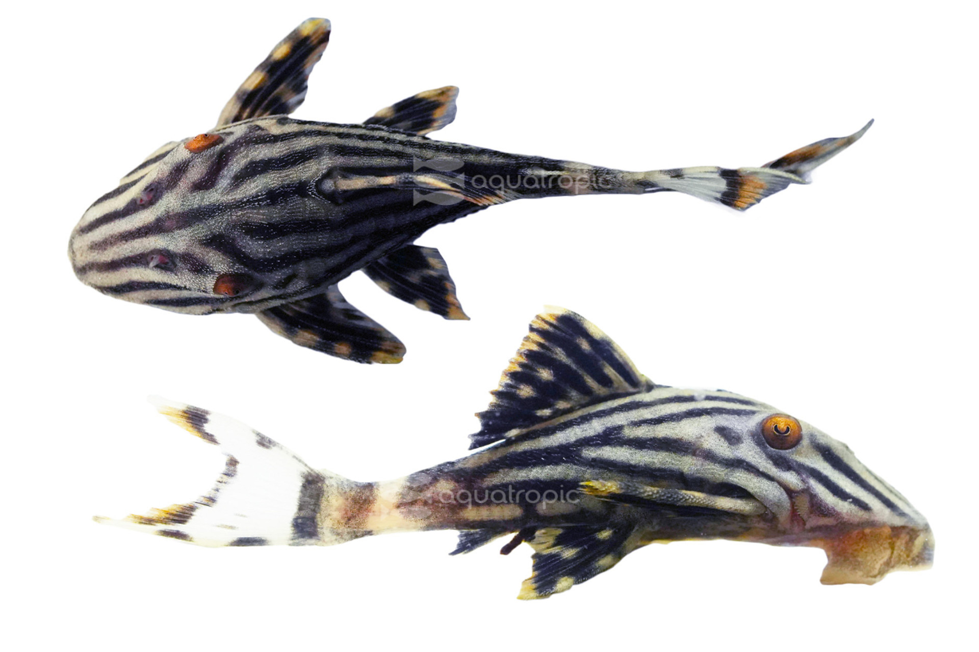 Royal Xingu Pleco L-027 thumbnail image