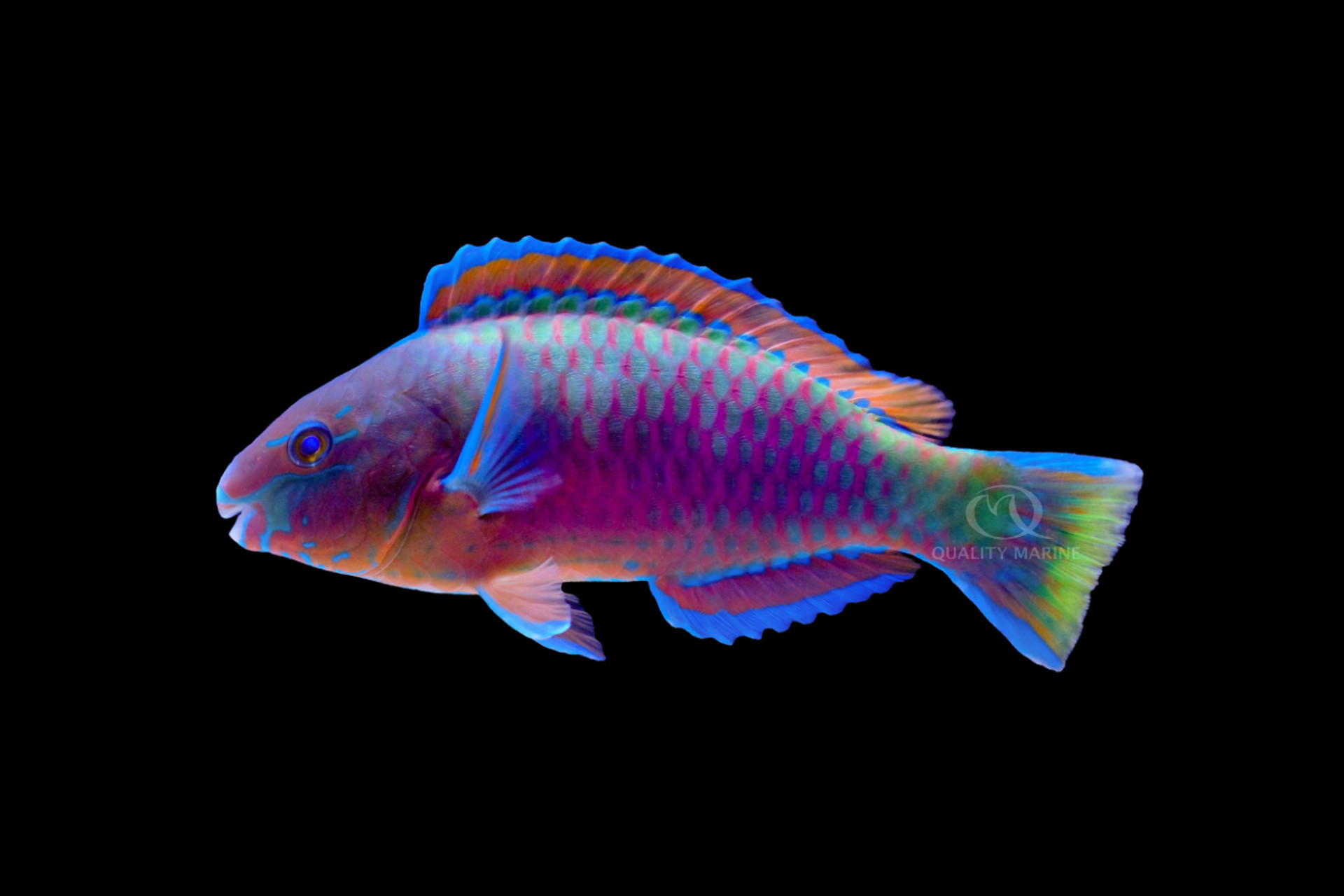 It's Halloween, Let's Talk Scarus! thumbnail image