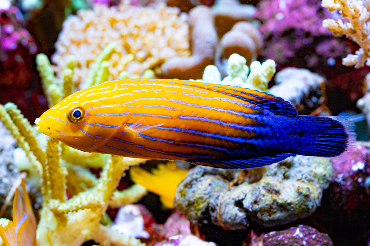 Moving Your Tank IV - Set up thumbnail image