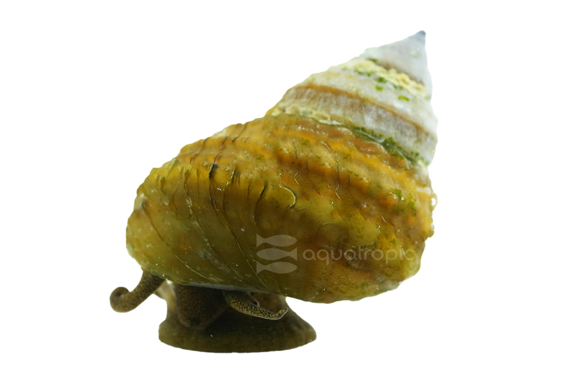 Want To See A Snail Play The Piano? thumbnail image