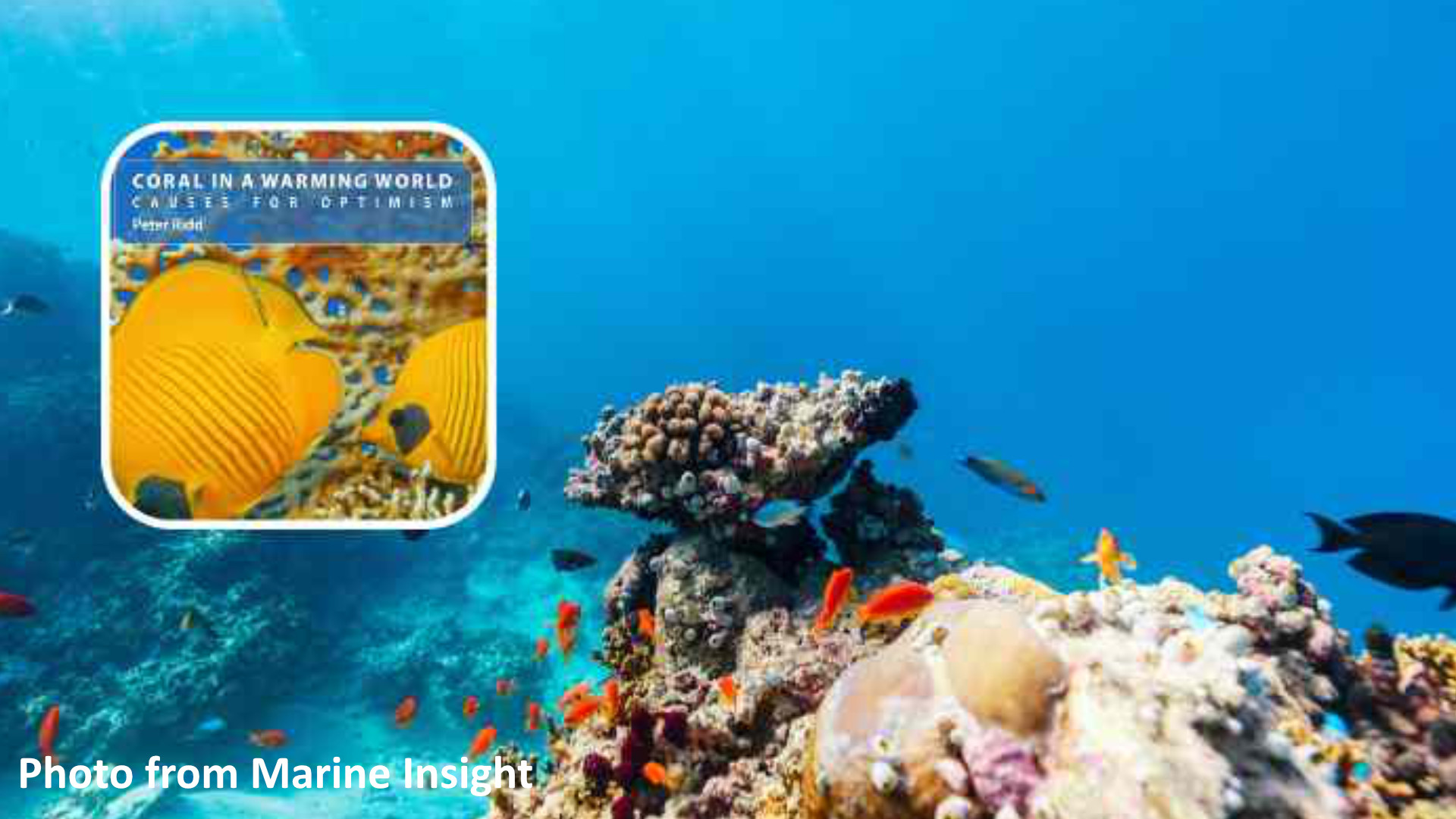 World’s Coral Reefs Not Declining, New Paper Reveals thumbnail image