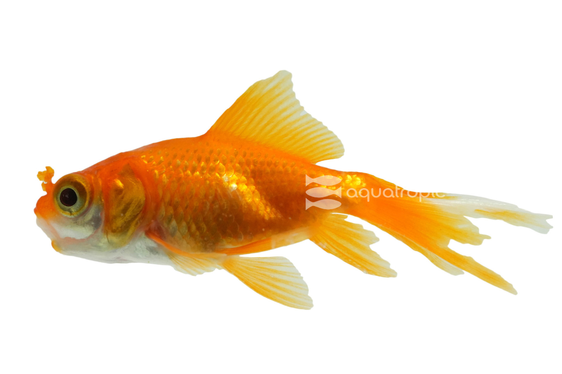 Red Pom Pom Goldfish  thumbnail image