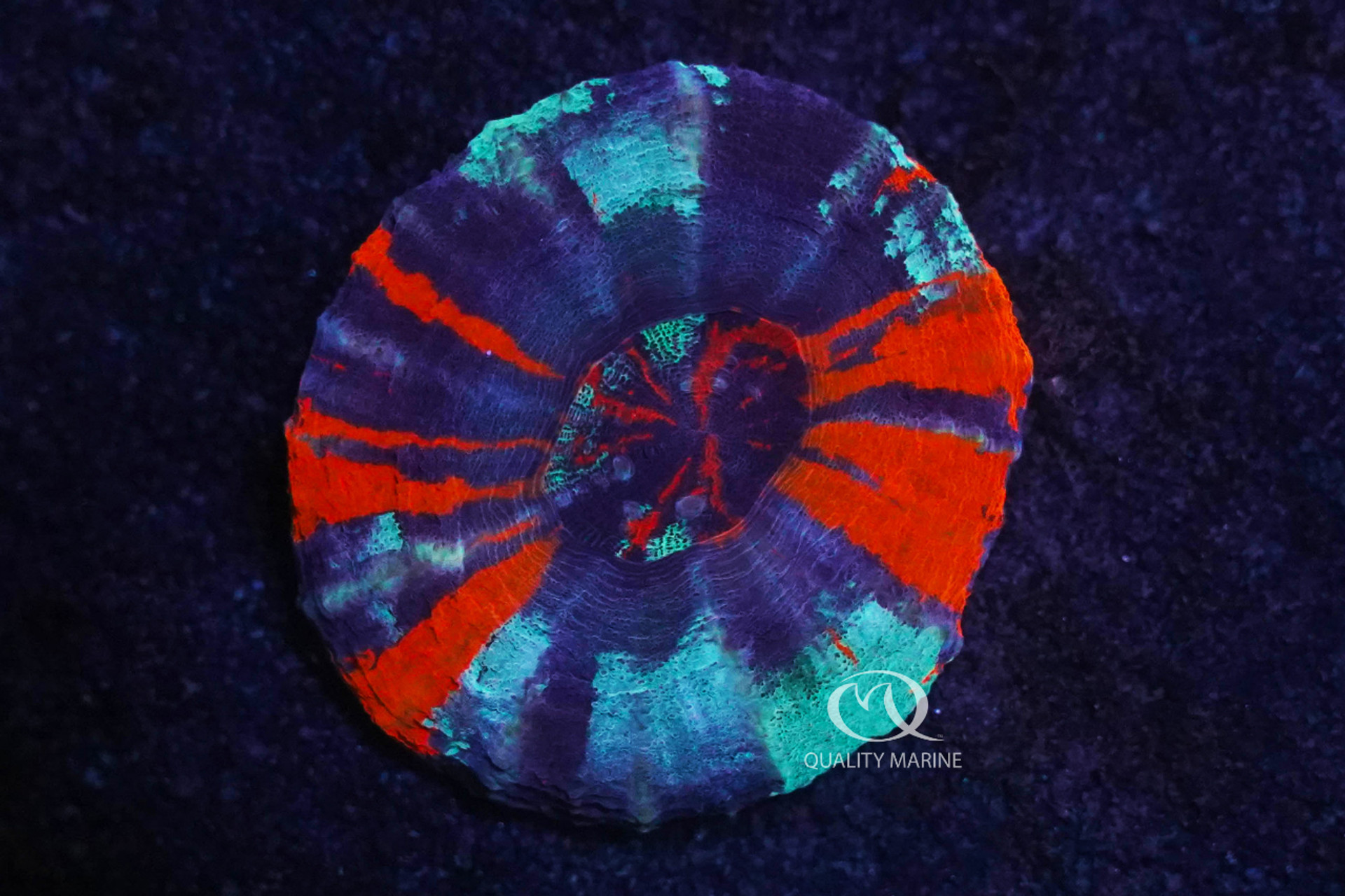 Ultra Warpaint Scoly thumbnail image