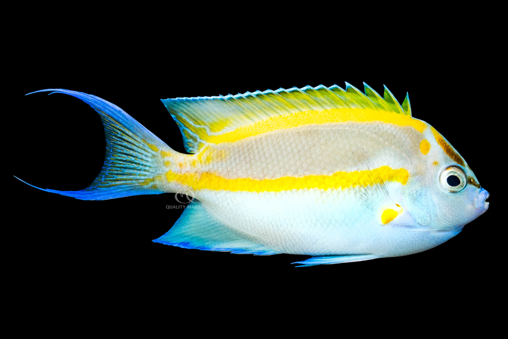 Male Yellow Bellus Angelfish thumbnail image