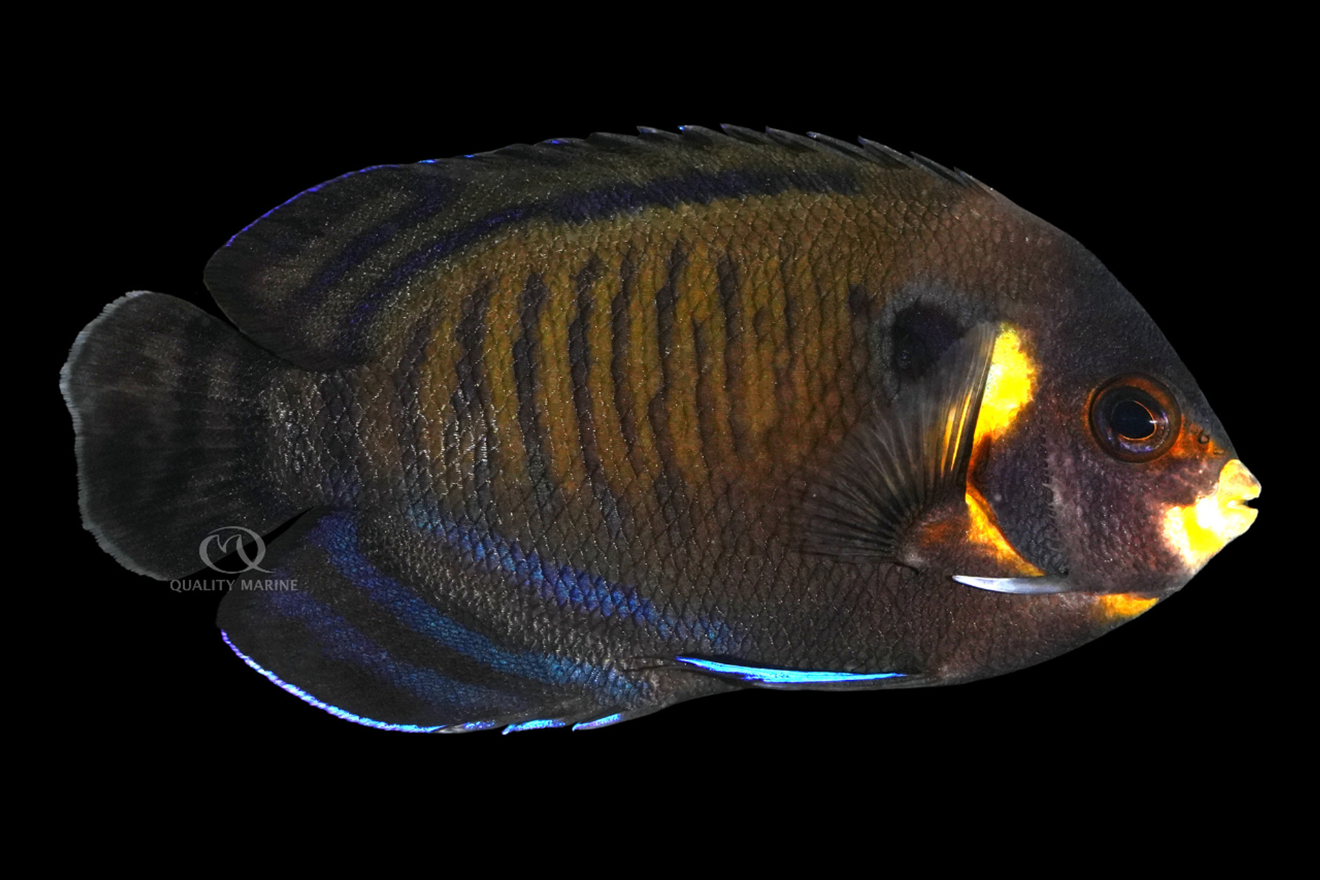Many-Spined Dusky Angelfish thumbnail image