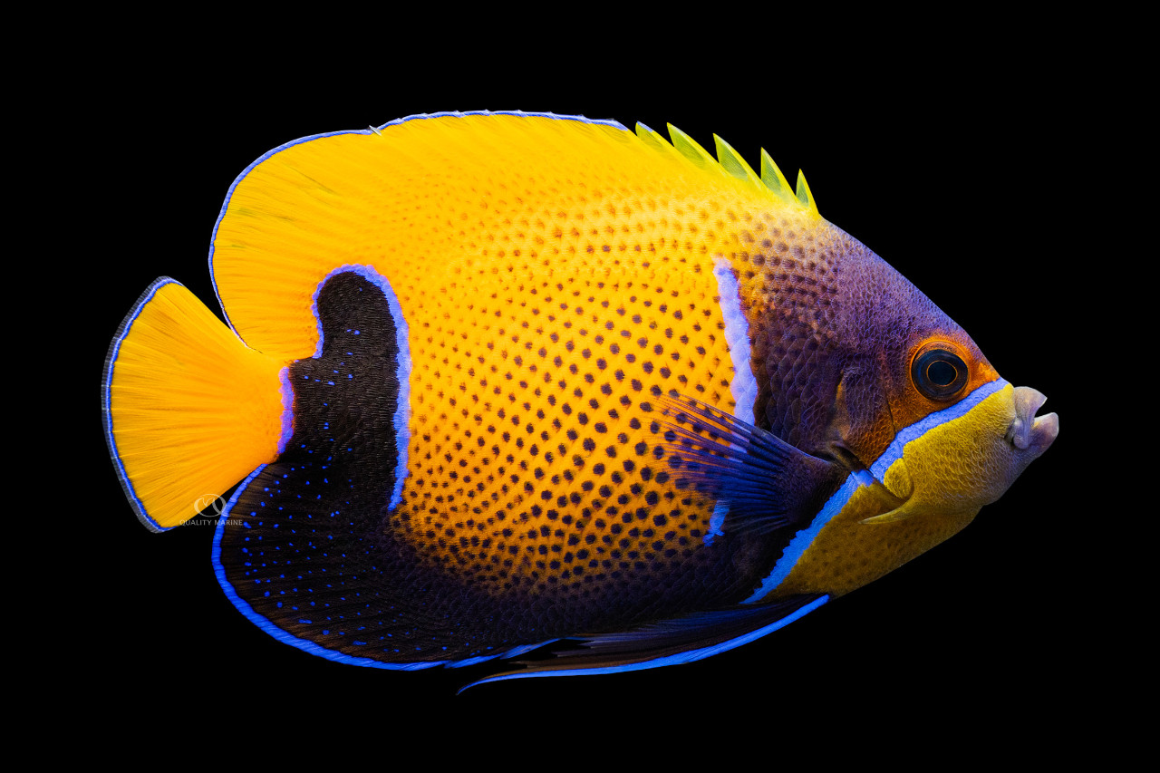 Majestic Blue Girdled Angelfish thumbnail image