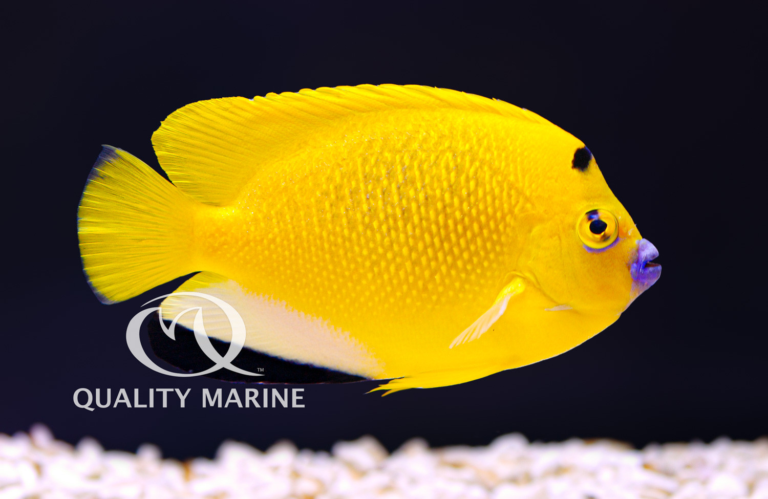 Amazing Angels: Flagfin / Threespot Angel (Apolemichthys trimaculatus) thumbnail image