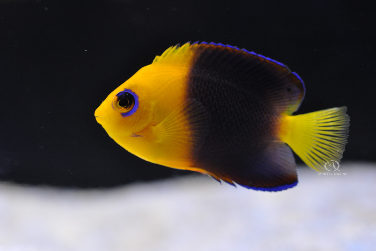 JOCULATORS! Mount Up! thumbnail image