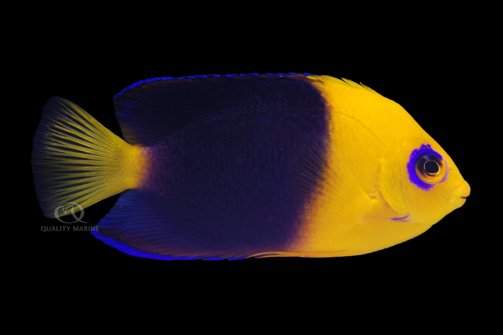 Joculator Angelfish thumbnail image