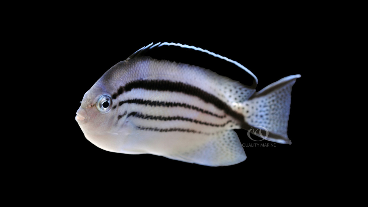 The Remarckable Lamarck thumbnail image