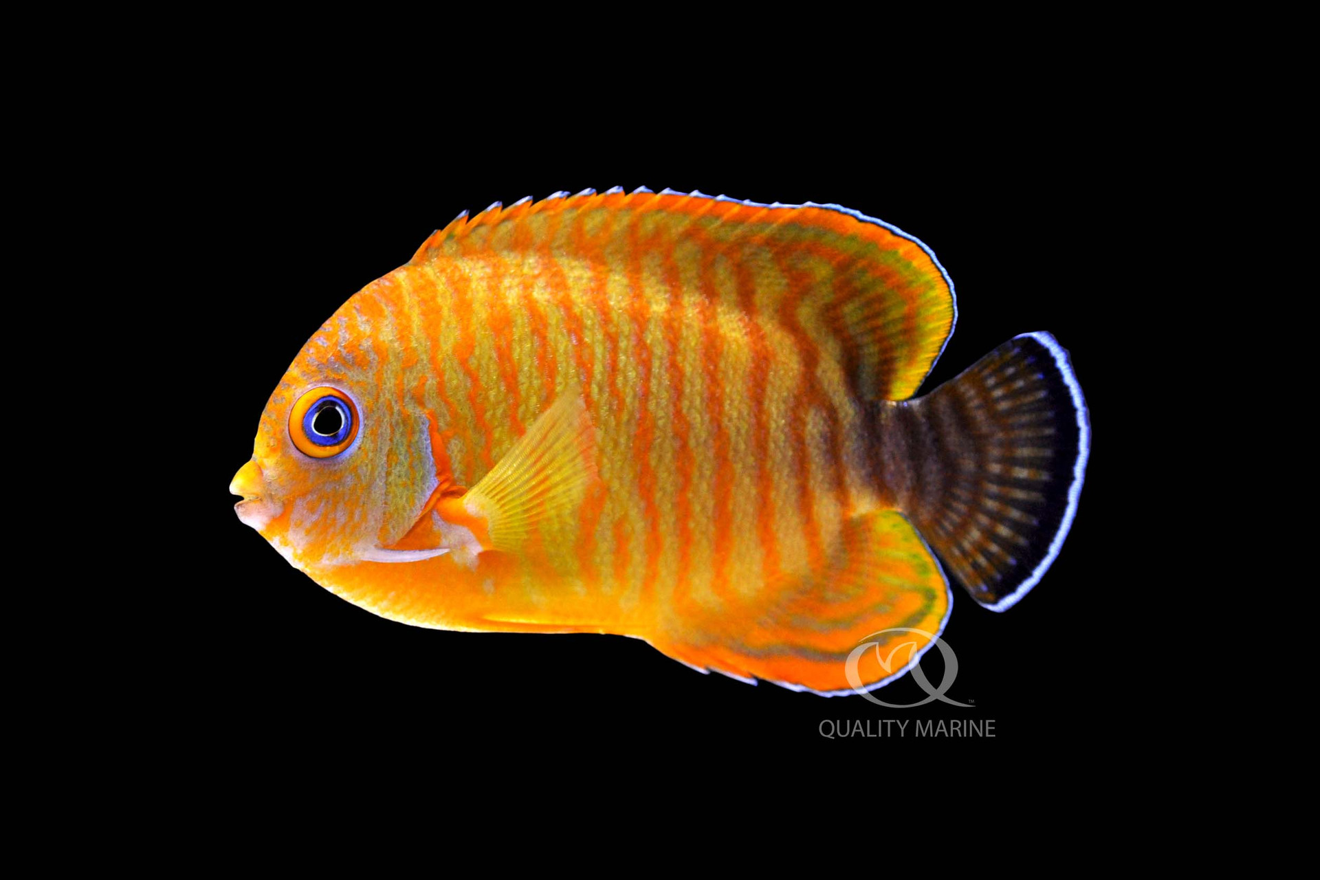 The Hybrid Hotness thumbnail image