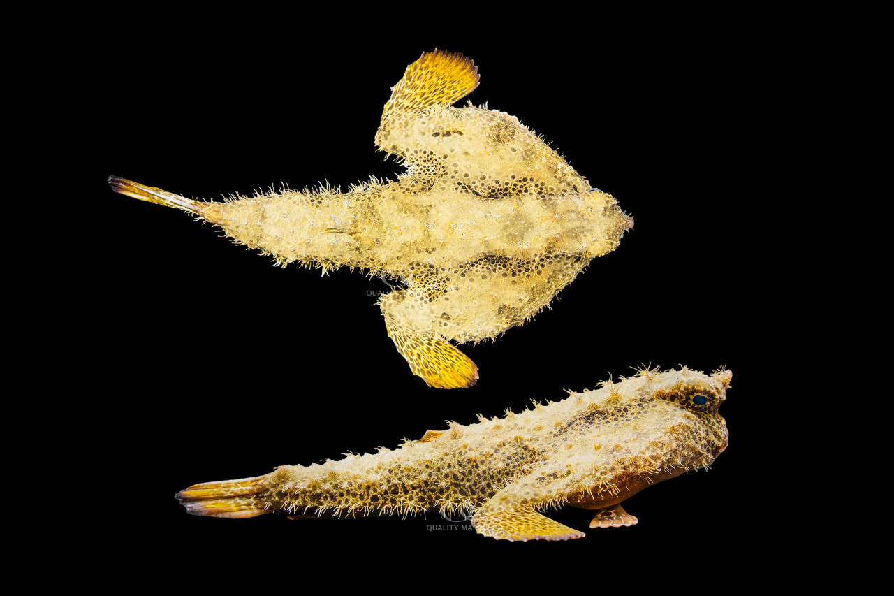 Oddball Ogcocephalus thumbnail image